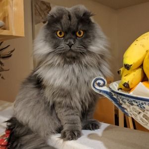 Meet your Posher, Algis